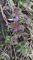 Glechoma hederacea