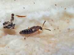 Gyrophaena latissima