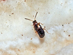 Gyrophaena latissima