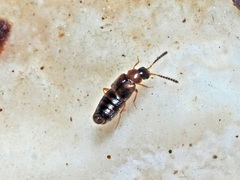 Gyrophaena latissima