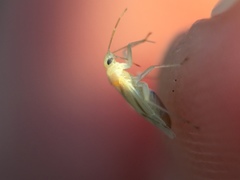 Miridae