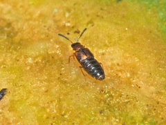 Gyrophaena latissima