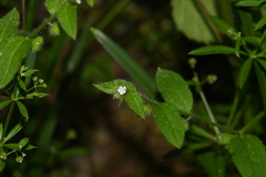 Thyrocarpus glochidiatus