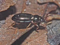 Bembidion lampros