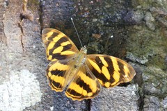 Herona marathus