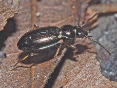 Bembidion lampros