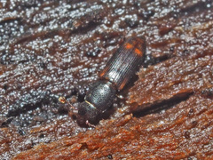 Rhizophagus bipustulatus