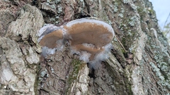 Phellinus igniarius