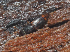 Rhizophagus bipustulatus