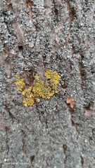 Xanthoria parietina