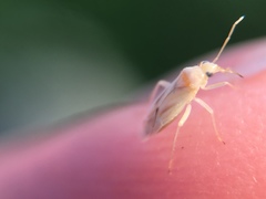 Miridae
