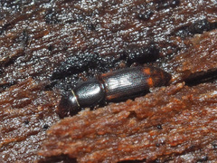 Rhizophagus bipustulatus