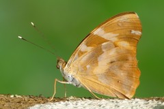 Herona marathus