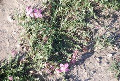 Oenothera canescens