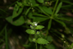 Thyrocarpus glochidiatus
