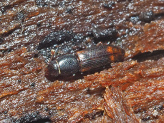 Rhizophagus bipustulatus