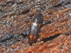 Rhizophagus bipustulatus