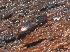 Rhizophagus bipustulatus