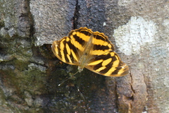Herona marathus