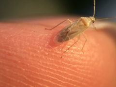 Miridae