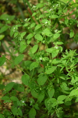 Thyrocarpus glochidiatus