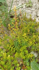 Hypericum empetrifolium