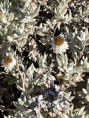 Anemocarpa saxatilis