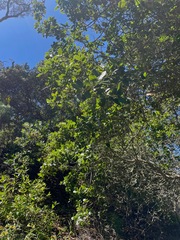 Quercus parvula parvula