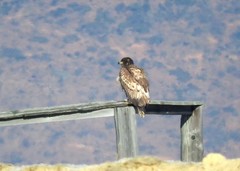 Haliaeetus albicilla