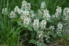 Ajuga nipponensis