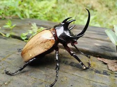 Eupatorus gracilicornis
