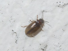 Contacyphon laevipennis