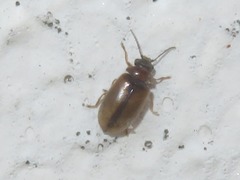 Contacyphon laevipennis