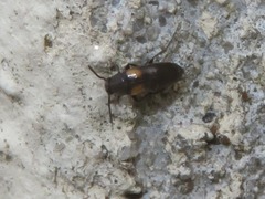 Anaspis fasciata