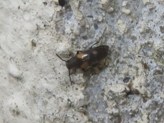 Anaspis fasciata