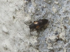 Anaspis fasciata