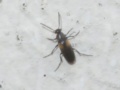 Anaspis fasciata
