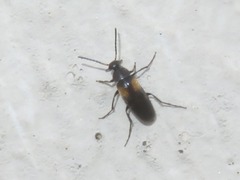 Anaspis fasciata