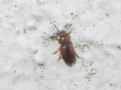 Kateretes pedicularius