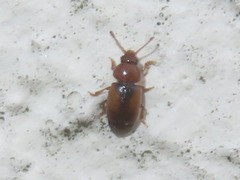 Kateretes pedicularius
