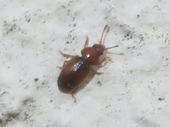 Kateretes pedicularius