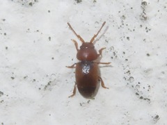 Kateretes pedicularius