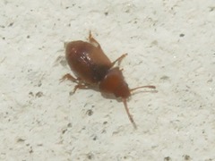 Kateretes pedicularius