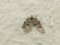 Clytocerus splendidus