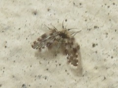 Clytocerus splendidus