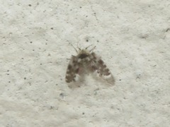 Clytocerus splendidus