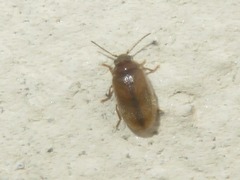 Contacyphon laevipennis