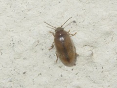 Contacyphon laevipennis