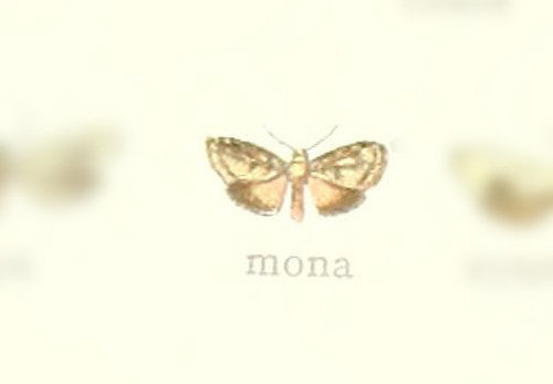 Talara mona