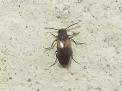 Anaspis fasciata